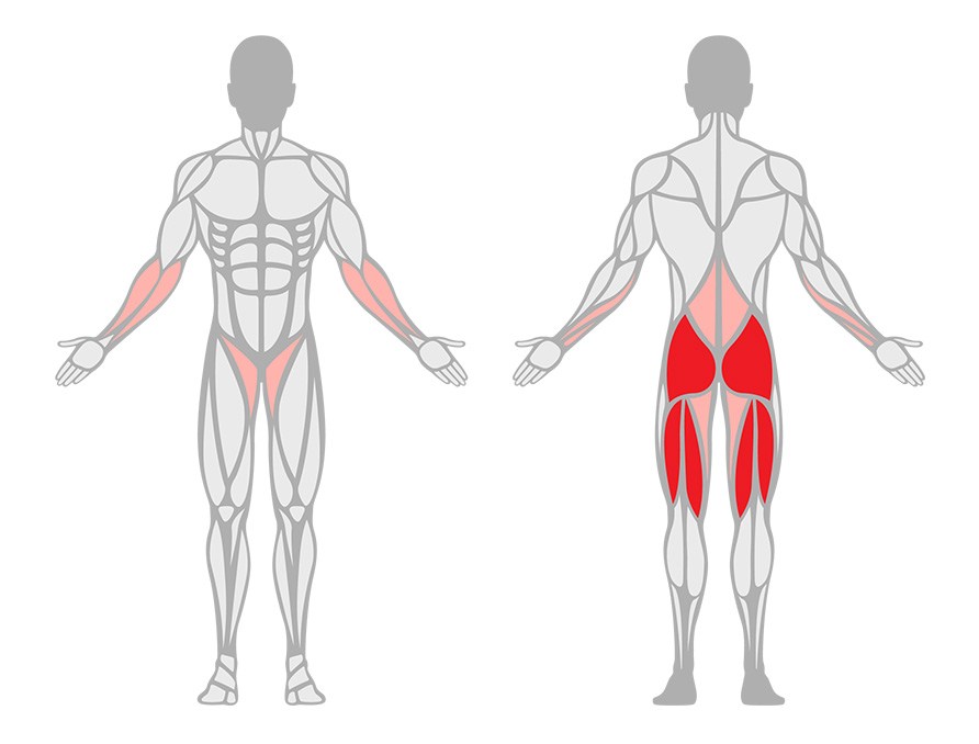 Illustration der viser hvilke muskler, der aktiveres under et rum�nsk d�dl�ft.